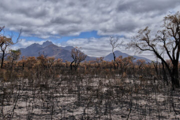 OeP188_Buecher_Verwuestung_TerriAnneAllen_pixabay_603x400