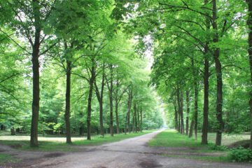 KO_2024-09-06_pionane_pixabay