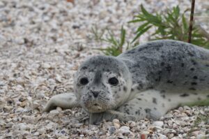 Ein Seehund an einem Nordseestrand mit vielen Muscheln - Foto: Hans von Besser