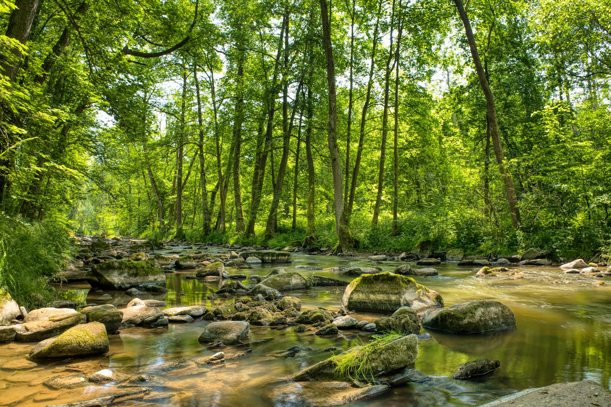 Ein Bach plätschert ruhig durch einen grün leuchtenden Wald. Foto: pexels.com / Stepan Vrany