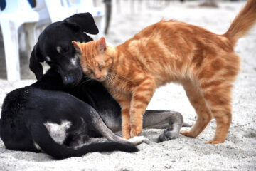 Keine unnötigen Qualen für Hunde und Katzen! Eine Katze mit rötlichem Fell schmiegt sich an einen Hund mit schwarzem Fell. Foto: mariamza / pixabay.com