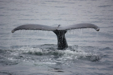 Walflosse beim Abtauchen ins Meer. Foto: pixabay.com / PraxisGer