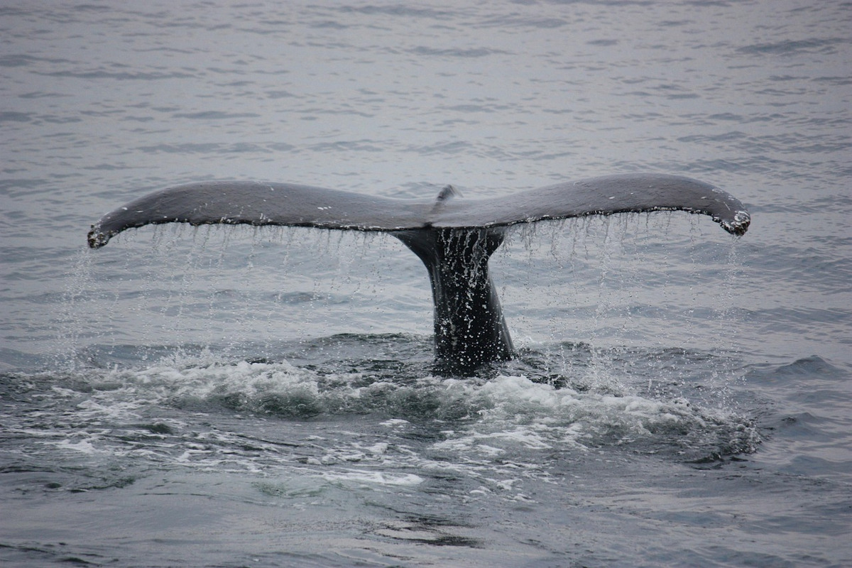 Walflosse beim Abtauchen ins Meer. Foto: pixabay.com / PraxisGer