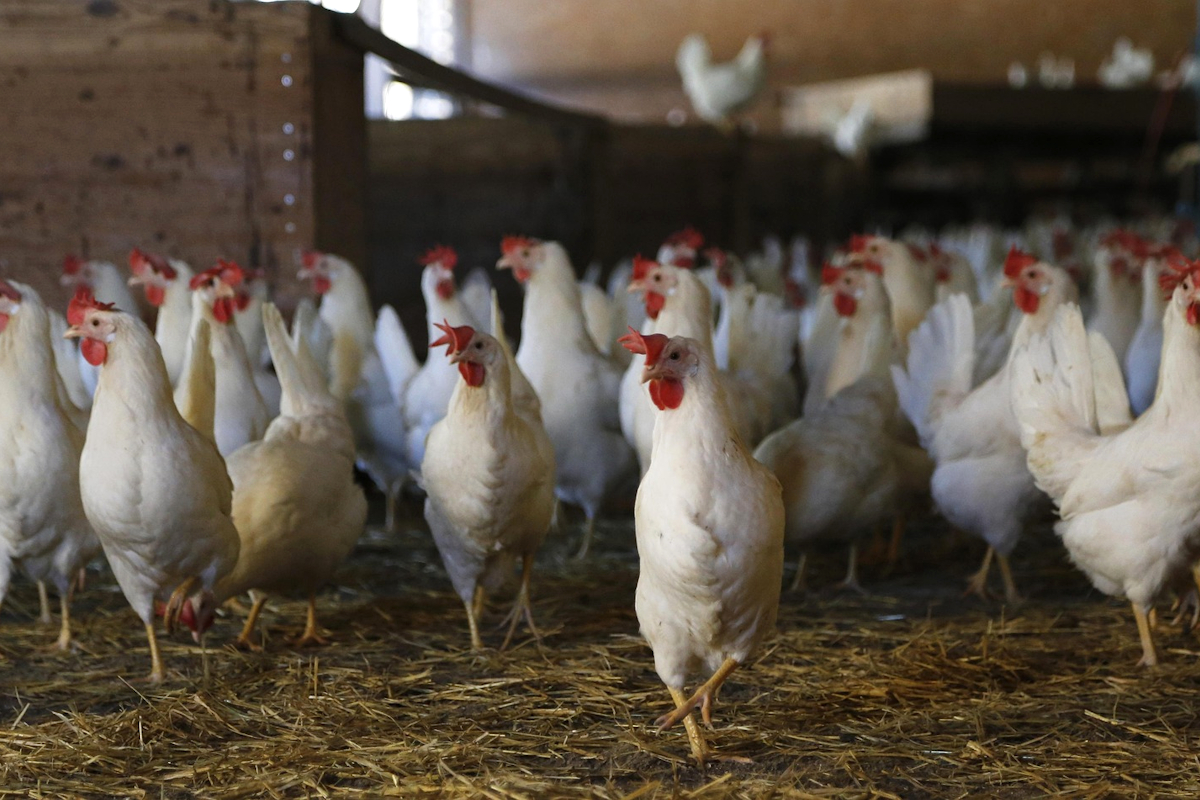 Was wäre, wenn niemand im Land mehr Fleisch essen würde, vielleicht auch keine Eier oder Milch mehr konsumieren würde? Dann würden nicht nur Bilder von dicht gedrängten Hühnern in einem anregungsarmen Stall der Vergangenheit angehören.