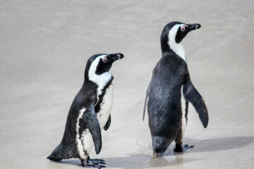 Bei der Hitze wäre manch einer gerne dort, wo Pinguine leben. Aber wir müssen bei uns mit den Temperaturen klar kommen. Jeder kann selbst einen Beitrag leisten, dass unser Zuhause auch im Sommer lebenswert bleibt. Foto: RosZie / pixabay.com