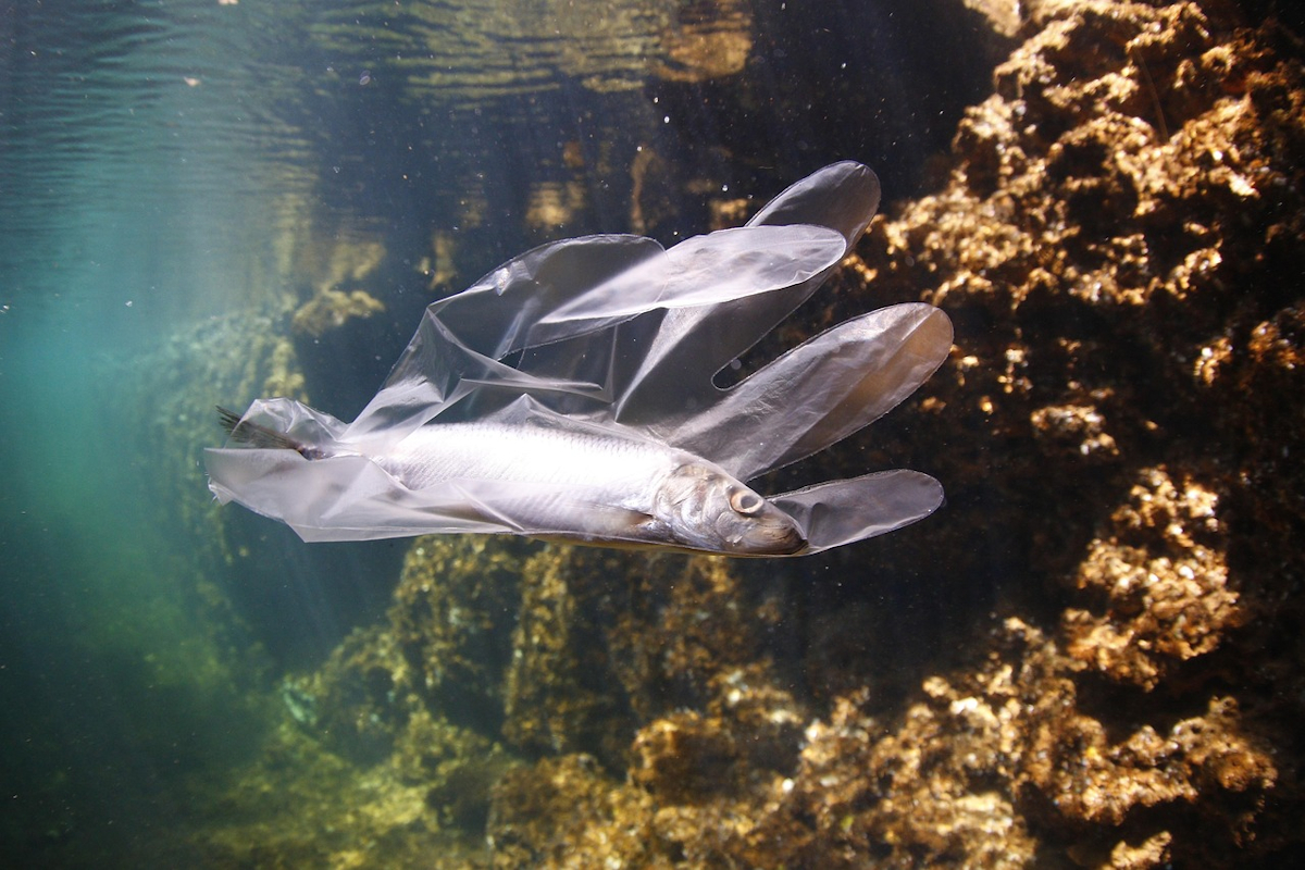 Ein Fisch ist gefangen in einem dünnen, farblosen Kunststoffhandschuh - so treibt er in einem Gewässer. Foto: joelsaucedosaucedo / pixabay.com