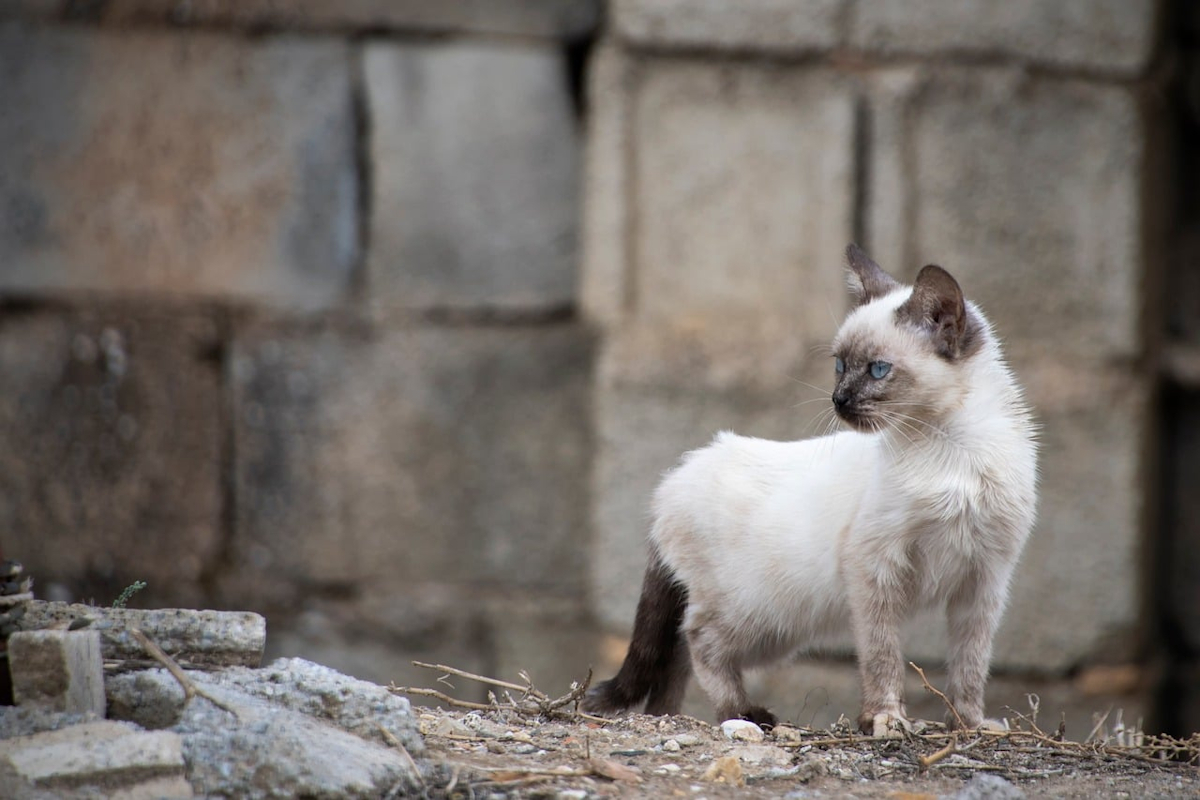 Für Katzen und Hunde gilt in der EU künftig eine Chip- und Registrierungspflicht. Doch es gelten 10 bzw. 15 Jahre lange Übergangsfristen. Jetzt ÖDP-Petition unterzeichnen, um die Fristen in Deutschland zu verkürzen und unnötiges Tierleid zu vermeiden! Foto: ELG21 / pixabay.com